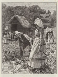 Scènes Agricoles, Juillet, Récolte de Fraises